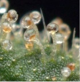 brown trichomes / harvest your cannabis plants
